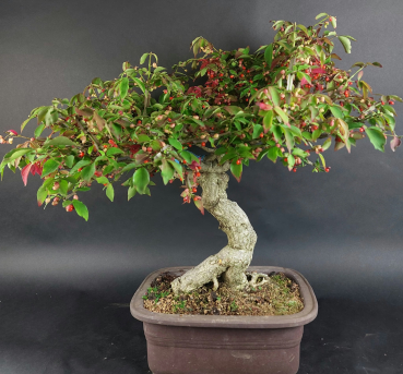 Bonsai - Euonymus alatus